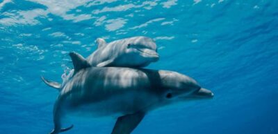 MNEMBA SNORKELING AND DOLPHIN TOUR