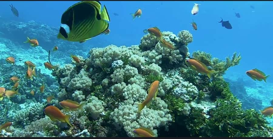 FROM NUNGWI; MNEMBA SNORKELING AND DOLPHIN TOUR - Fruit, Water, and Time on the Sandbank