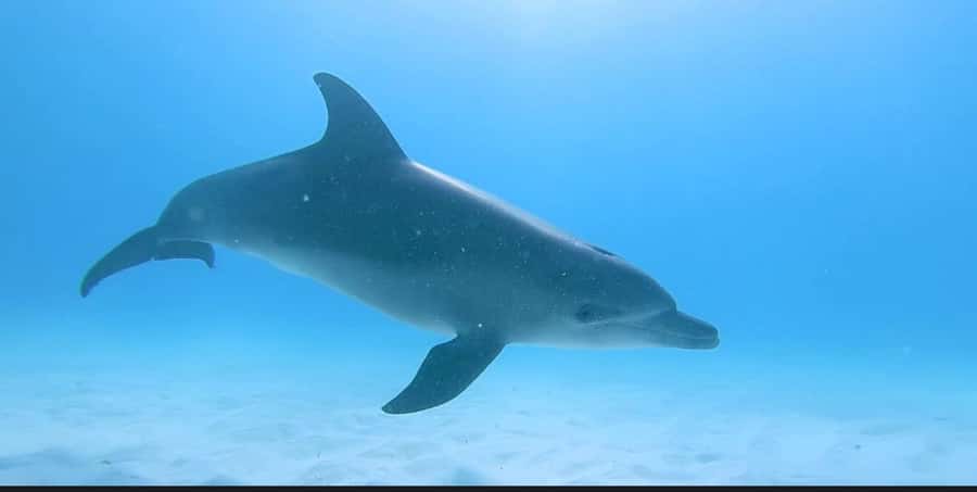 FROM NUNGWI; MNEMBA SNORKELING AND DOLPHIN TOUR - The Return Along Zanzibar’s Coast