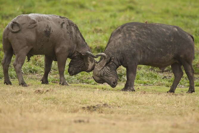 From Plains to Crater: 3-Day Midrange Safari in Northern Tanzania - Why this short Tanzania safari works
