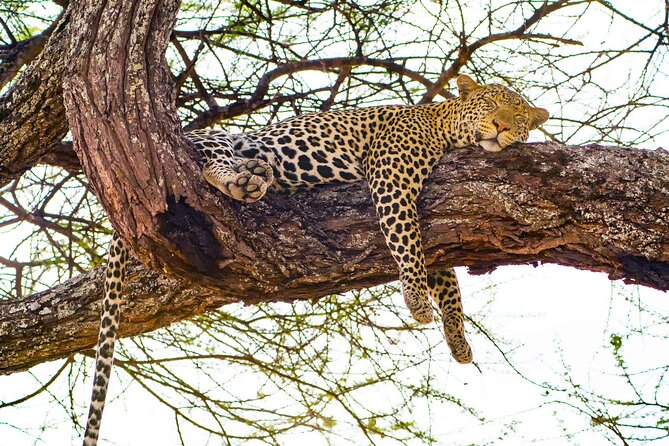 From Plains to Crater: 3-Day Midrange Safari in Northern Tanzania - Day 3: A second look at the conservation area