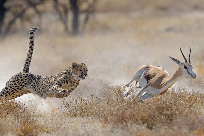 From Plains to Crater: 3-Day Midrange Safari in Northern Tanzania - The $1,200 price and what it needs to include