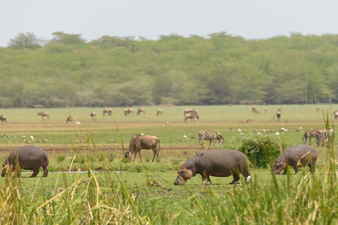 From Plains to Crater: 3-Day Midrange Safari in Northern Tanzania - Early starts, transport, and physical demands