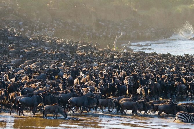 From Plains to Crater: 3-Day Midrange Safari in Northern Tanzania - Who should book this safari