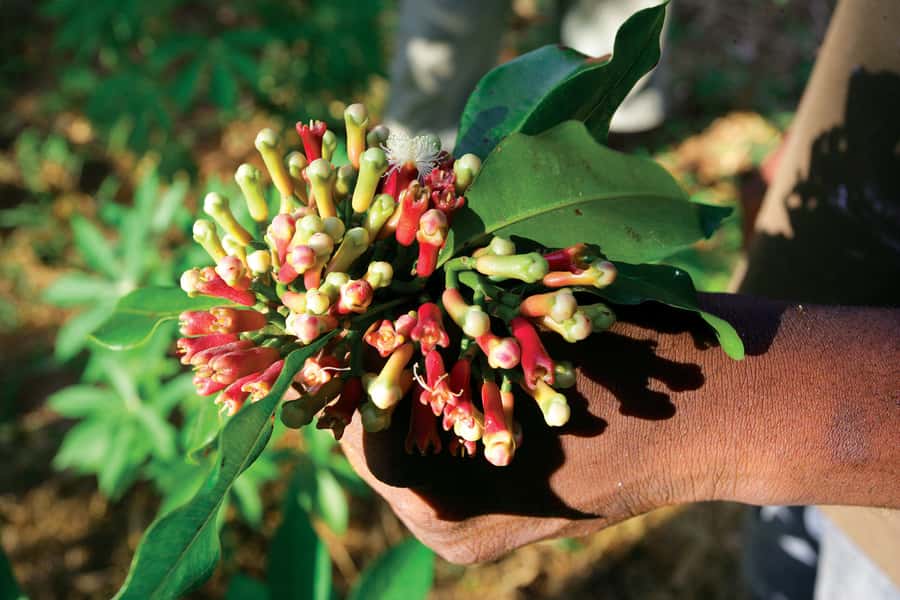 From Stone Town: Spice Tour of Zanzibar - Why Zanzibar Is Called Spice Island
