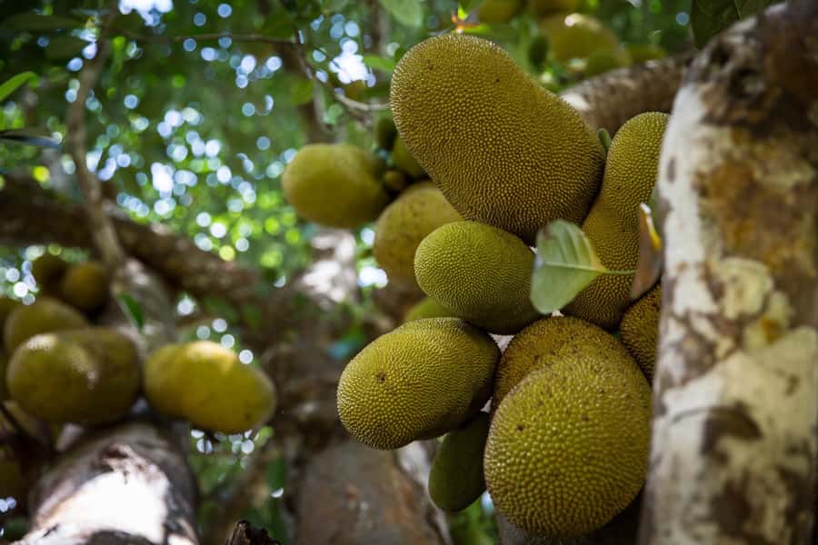 From Stone Town: Spice Tour of Zanzibar - Walking Among Cloves, Vanilla, and Cardamom