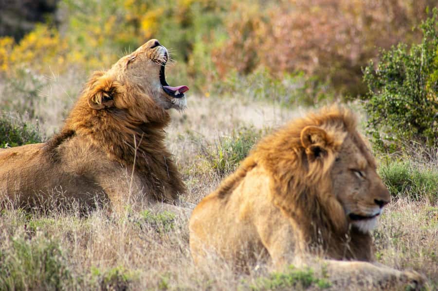From Zanzibar: 2-Day Serengeti Safari with Flights - Key points at a glance