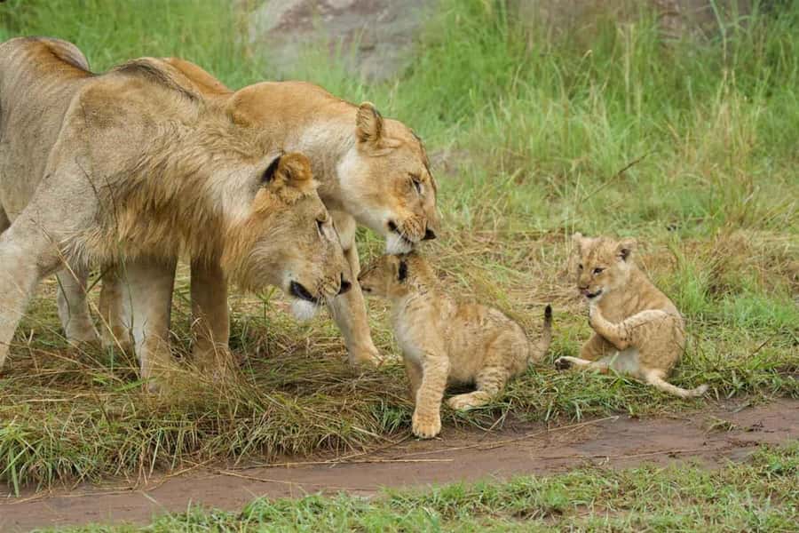 From Zanzibar: 2-Day Serengeti Safari with Flights - Landing at Seronera Airstrip