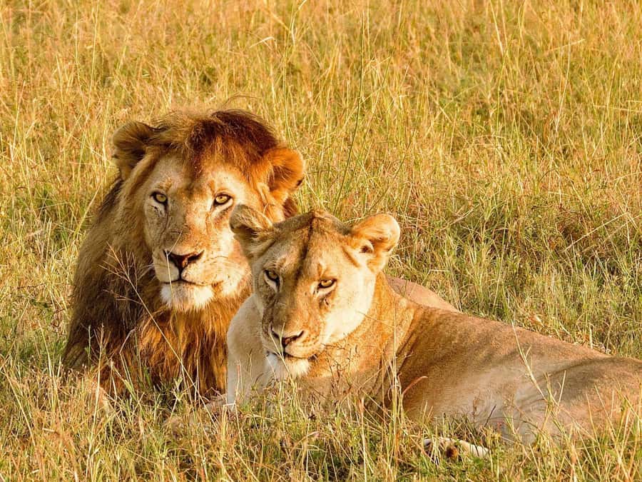 From Zanzibar: 2-Day Serengeti Safari with Flights - Game drives among lions, elephants, and giraffes