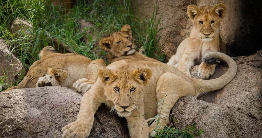 From Zanzibar: 2-Day Serengeti Safari with Flights - An afternoon drive and a night at Ikoma