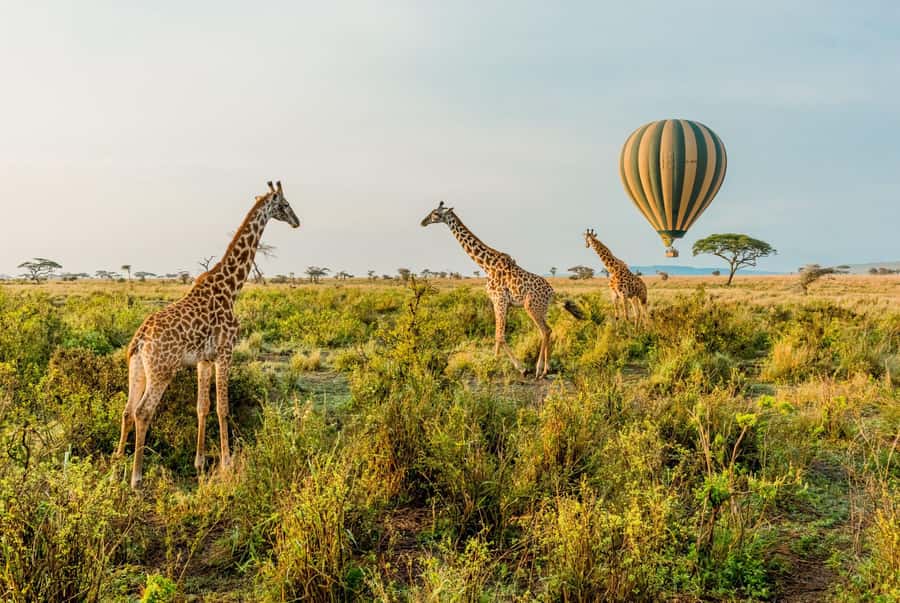 From Zanzibar: 2-Day Serengeti Safari with Flights - Who will get the most from this safari?