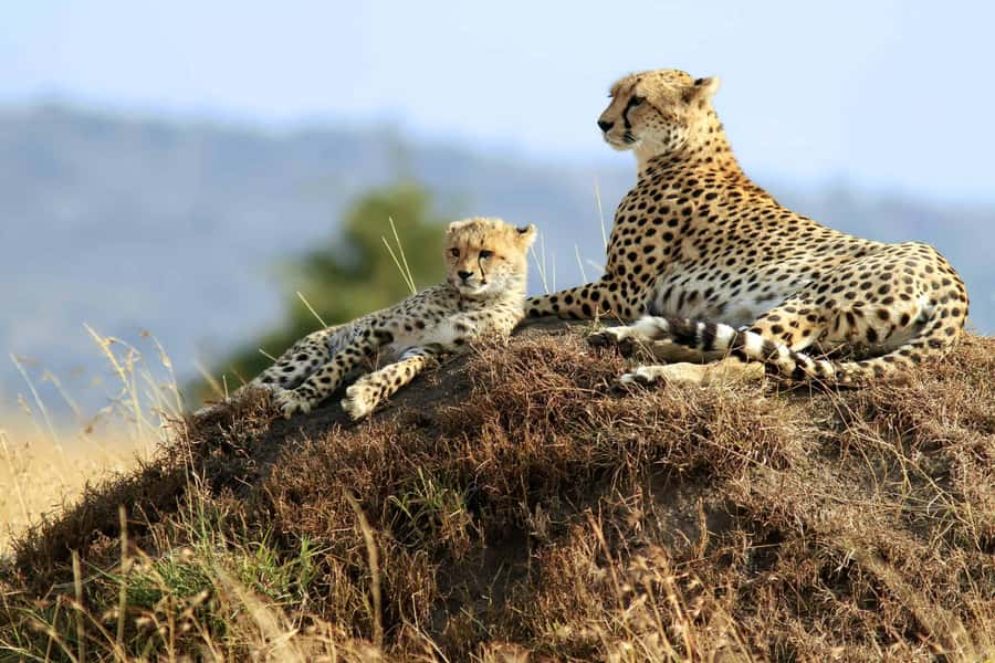From Zanzibar: 2-Day Serengeti Safari with Flights - The early start from Zanzibar