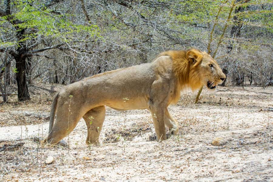 From Zanzibar: 2 Days 1 Night Selous GR Safari with Flights - Why This Safari Works From Zanzibar