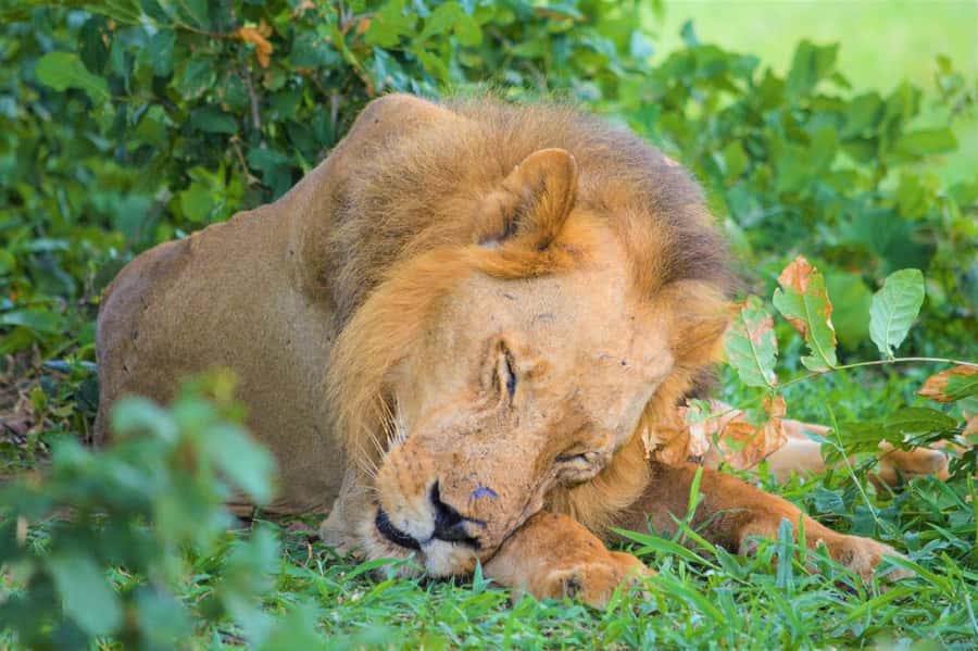 From Zanzibar: 2 Days 1 Night Selous GR Safari with Flights - The Flight to Nyerere National Park