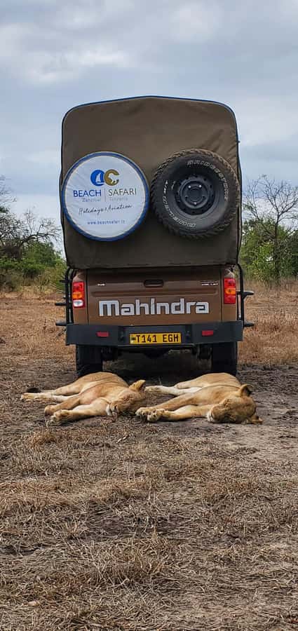 From Zanzibar: 2 Days 1 Night Selous GR Safari with Flights - Night at Africa Safari Selous