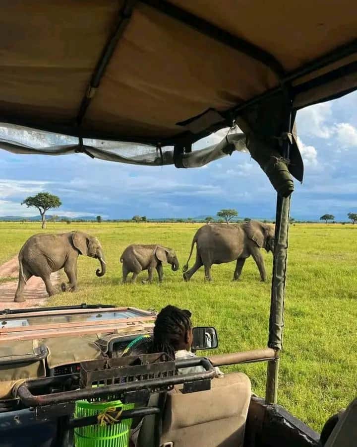 From Zanzibar:2 Nights& 1 day MIKUMI NATIONAL PARK (3 DAYS ) - Key points to know before booking