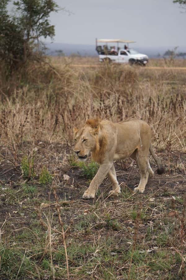 From Zanzibar:2 Nights& 1 day MIKUMI NATIONAL PARK (3 DAYS ) - Why this Zanzibar to Mikumi route is worth considering