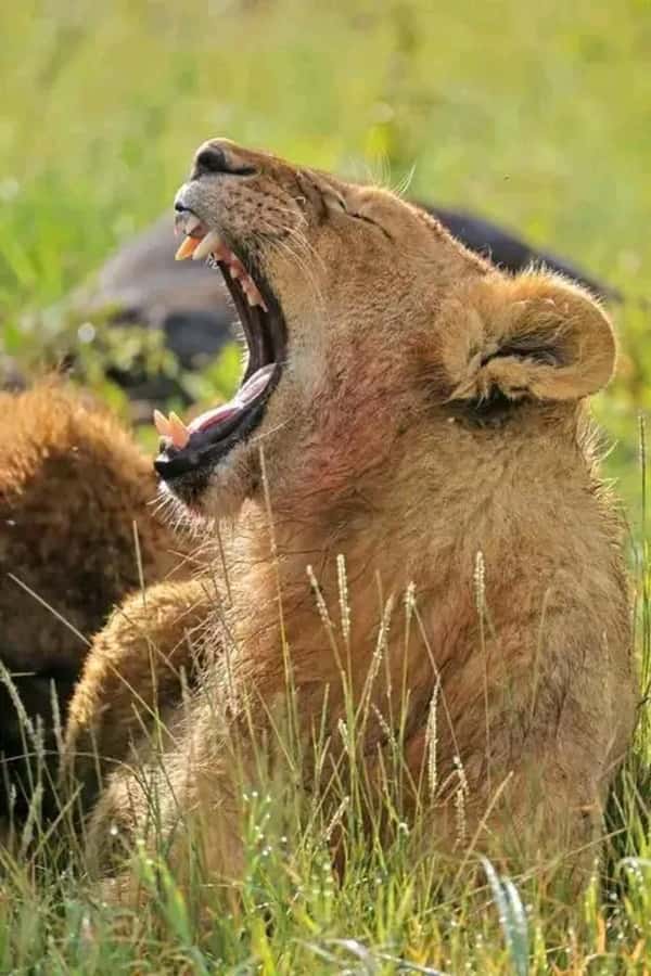 From Zanzibar:2 Nights& 1 day MIKUMI NATIONAL PARK (3 DAYS ) - Day 2: A 6:00 AM start inside Mikumi National Park