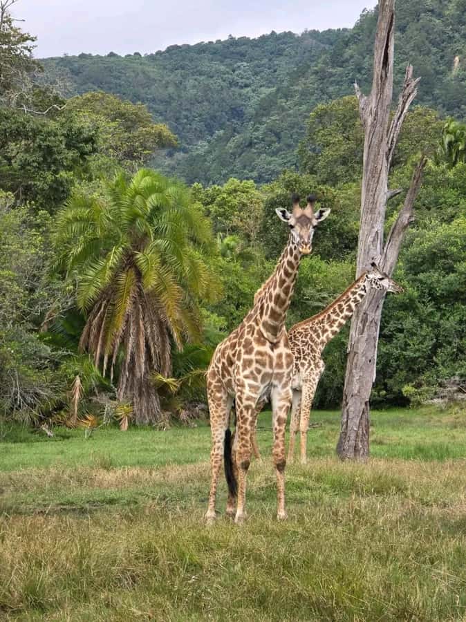 From Zanzibar:2 Nights& 1 day MIKUMI NATIONAL PARK (3 DAYS ) - The Maasai cultural visit adds a second point of view