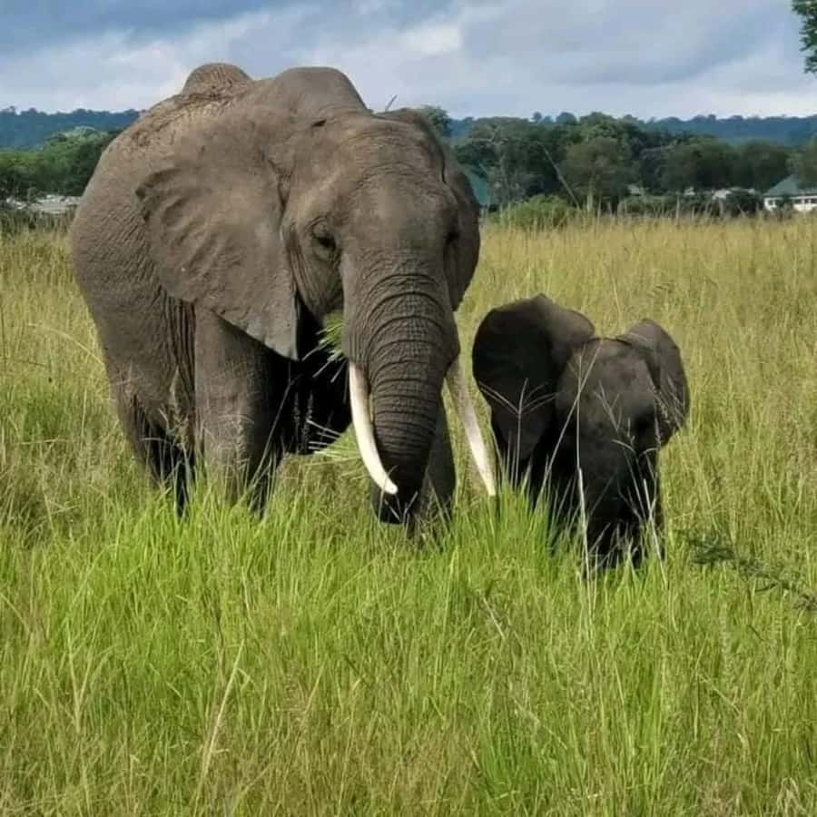 From Zanzibar:2 Nights& 1 day MIKUMI NATIONAL PARK (3 DAYS ) - Transport, hotels, and the cost of a private trip