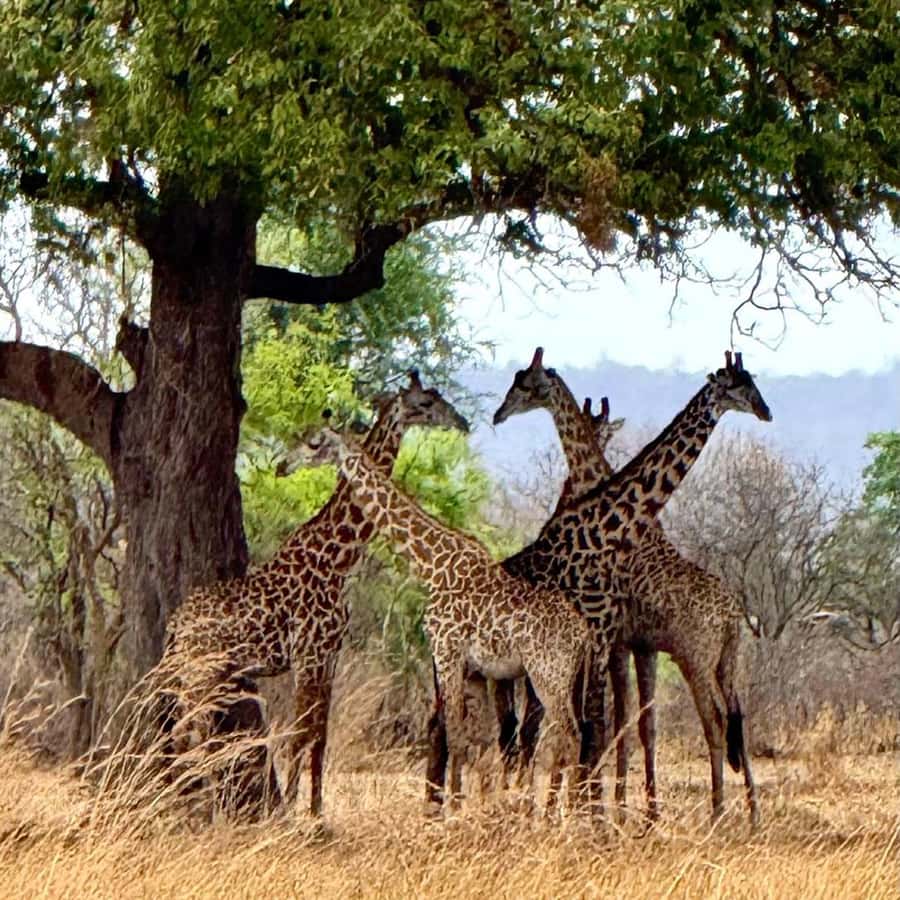 From Zanzibar: 3-Day Mikumi Wildlife Safari, 2 Nights - Key points at a glance