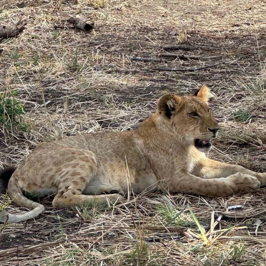 From Zanzibar: 3-Day Mikumi Wildlife Safari, 2 Nights - Why this Zanzibar to Mikumi route makes sense