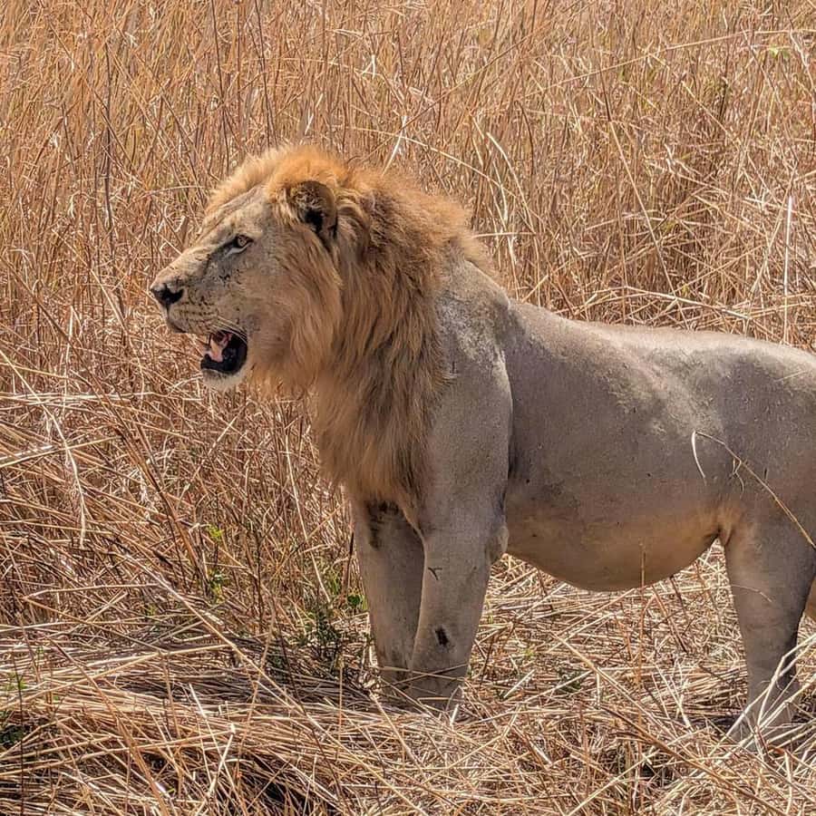 From Zanzibar: 3-Day Mikumi Wildlife Safari, 2 Nights - Arriving in Mikumi on day one