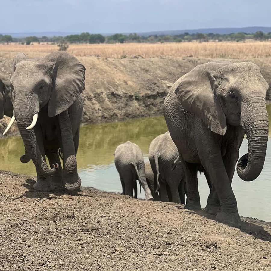 From Zanzibar: 3-Day Mikumi Wildlife Safari, 2 Nights - The full Mikumi game drive on day two