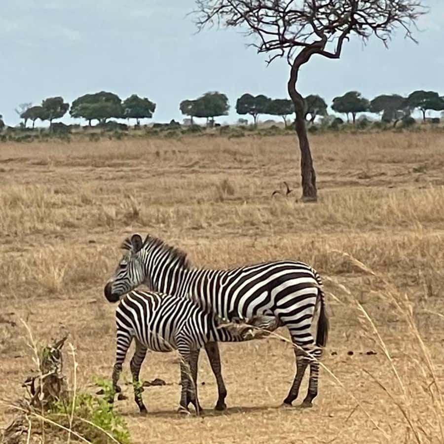 From Zanzibar: 3-Day Mikumi Wildlife Safari, 2 Nights - What the ferry, train, and vehicle combination means