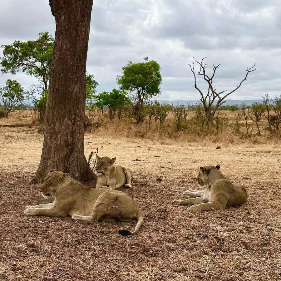 From Zanzibar: 3-Day Mikumi Wildlife Safari, 2 Nights - The return journey on day three