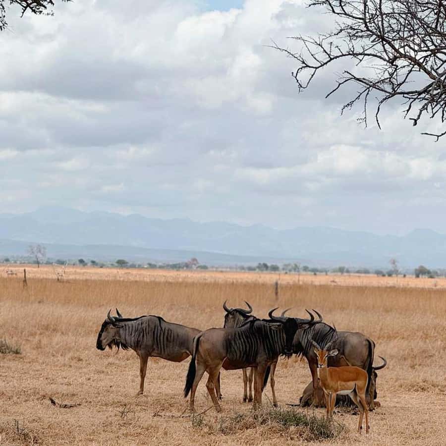 From Zanzibar: 3-Day Mikumi Wildlife Safari, 2 Nights - What the $1,260 price covers