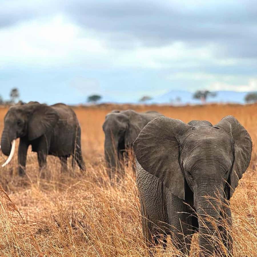 From Zanzibar: 3-Day Mikumi Wildlife Safari, 2 Nights - The guide and small-group setup