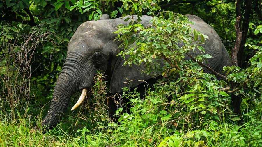 From Zanzibar: 3-Day Selous Safari Trip with Flights - Key points to know before booking