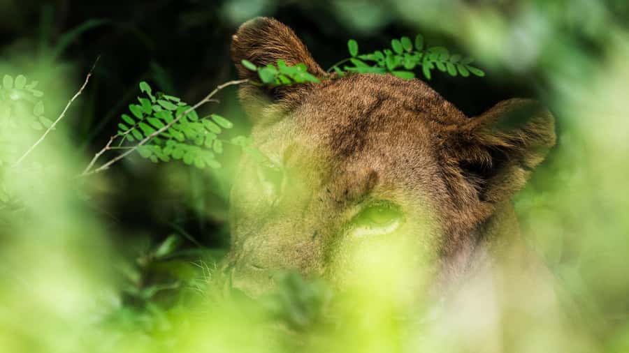 From Zanzibar: 3-Day Selous Safari Trip with Flights - First day: straight from the airstrip to the animals
