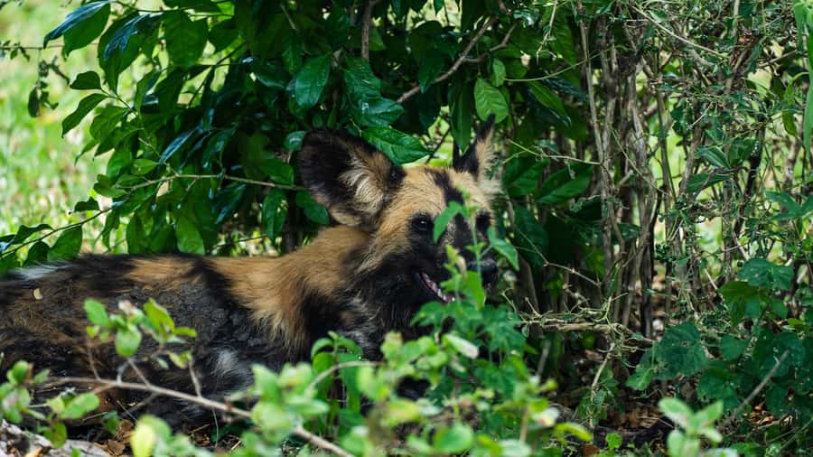 From Zanzibar: 3-Day Selous Safari Trip with Flights - Practical tips for a smoother trip