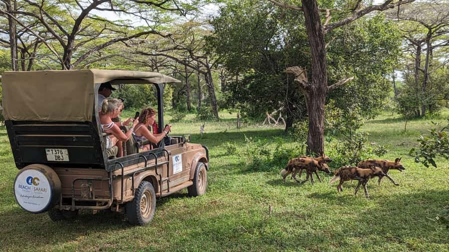 From Zanzibar: 3-Day Selous Safari Trip with Flights - The early flight from Zanzibar