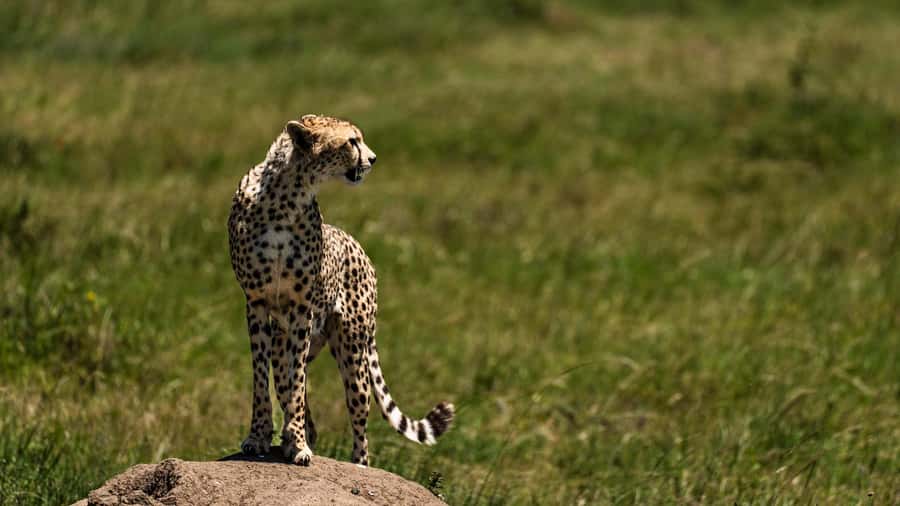 From Zanzibar:3-Day World-Famous Serengeti Safari and Flight - Key points to know before booking