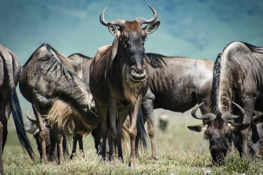 From Zanzibar:3-Day World-Famous Serengeti Safari and Flight - Why this safari works well from Zanzibar