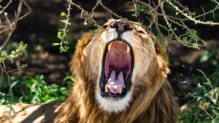From Zanzibar:3-Day World-Famous Serengeti Safari and Flight - Africa Safari Serengeti Ikoma: a practical overnight base