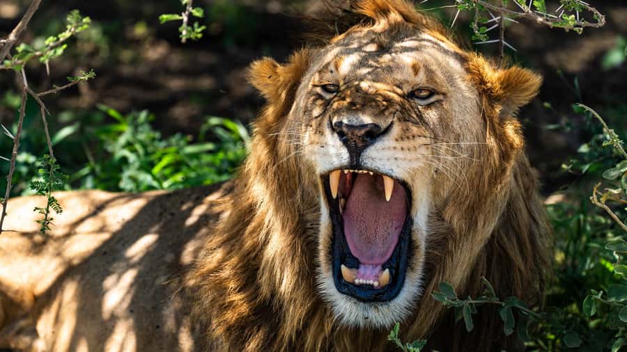 From Zanzibar:3-Day World-Famous Serengeti Safari and Flight - Day three: breakfast, Seronera, and the flight back