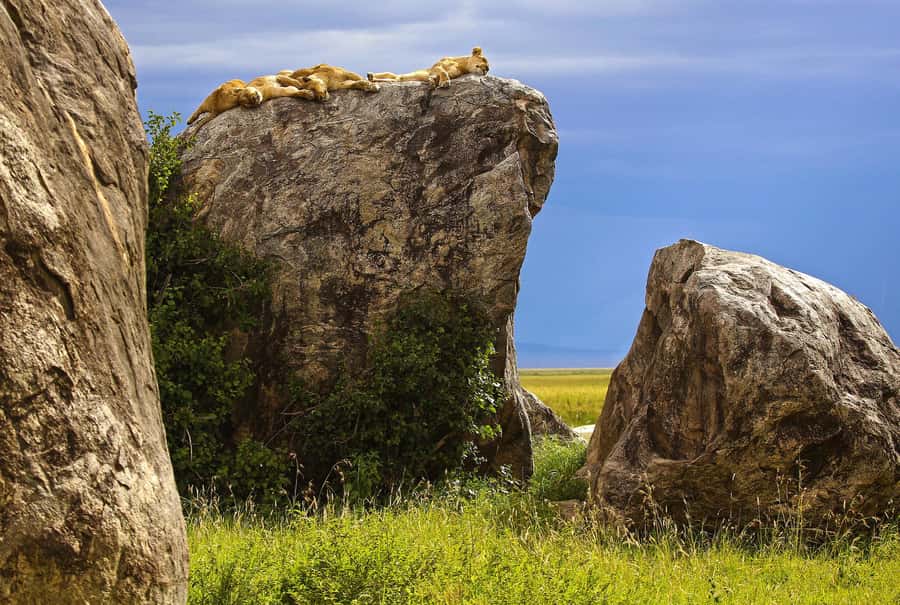 From Zanzibar:3-Day World-Famous Serengeti Safari and Flight - What the $2,350 price really covers