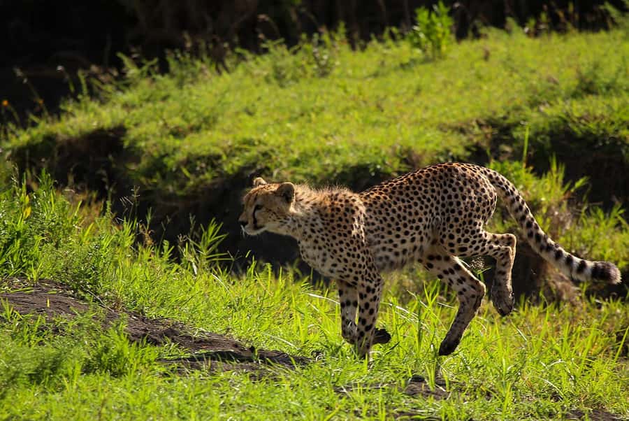 From Zanzibar:3-Day World-Famous Serengeti Safari and Flight - The practical side: comfort, timing, and suitability