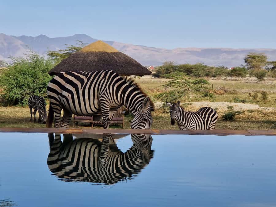 From Zanzibar: 3 Days Safari Northern Circuit with Flights - Who should choose this three-day route?