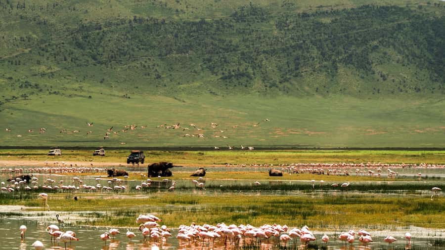 From Zanzibar: 3 Days Safari Northern Circuit with Flights - Flying from Zanzibar to Arusha Airport