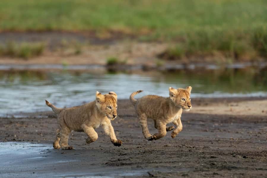 From Zanzibar: 4 Days Northern Circuit Safari Tour adventure - Day 2: A useful pause beside Lake Manyara