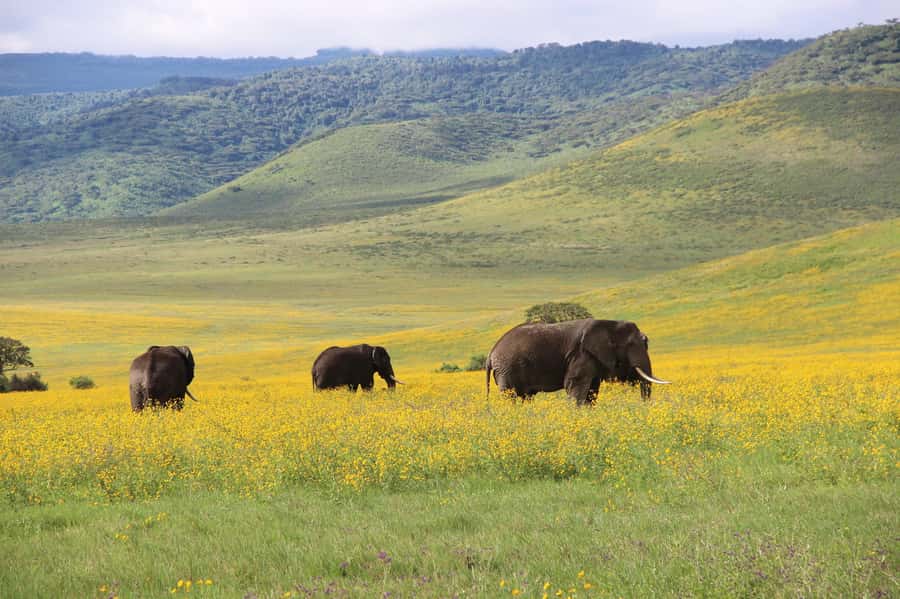 From Zanzibar: 4 Days Northern Circuit Safari Tour adventure - What the private format changes