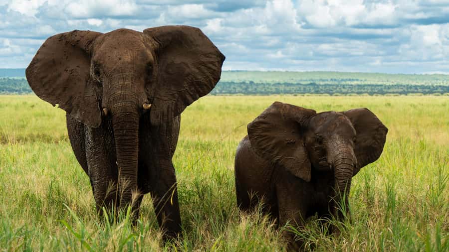 From Zanzibar: 4 Days Northern Circuit Safari Tour adventure - Day 1: Tarangire’s elephants and baobab country