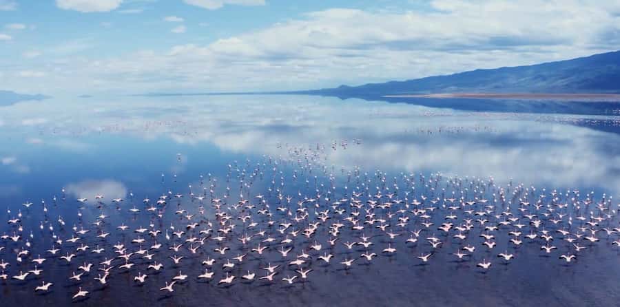 From Zanzibar: 5-Day All-Inclusive Northern Circuit Safari - How the Zanzibar to Arusha connection shapes the trip