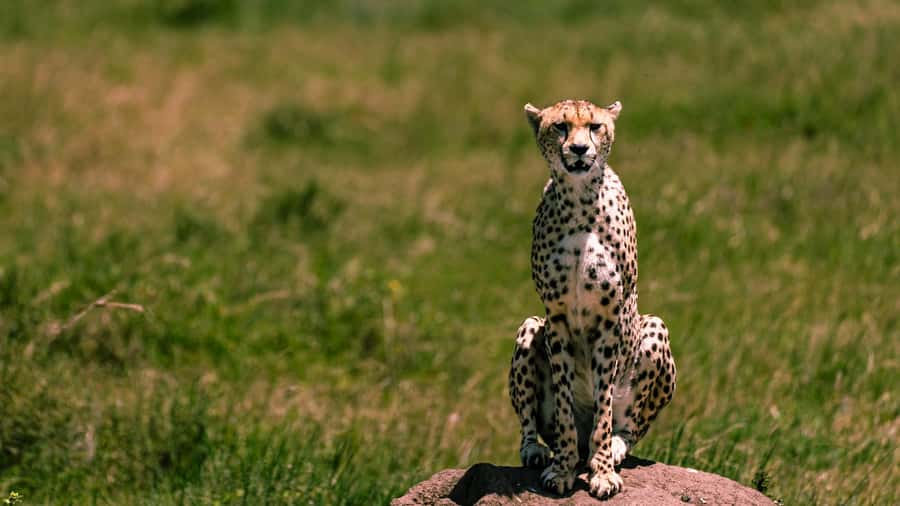 From Zanzibar: 5-Day All-Inclusive Northern Circuit Safari - Lake Manyara offers a different kind of game drive