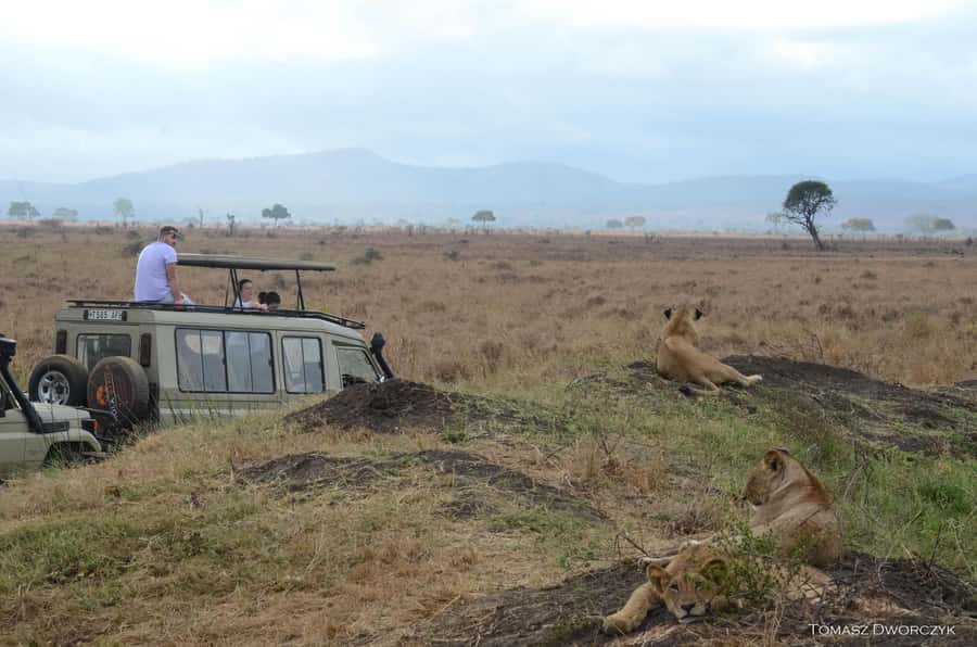 From Zanzibar: day Safari to Mikumi National Park - Why Mikumi works as a one-day safari from Zanzibar